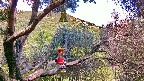 Кукла на дереве